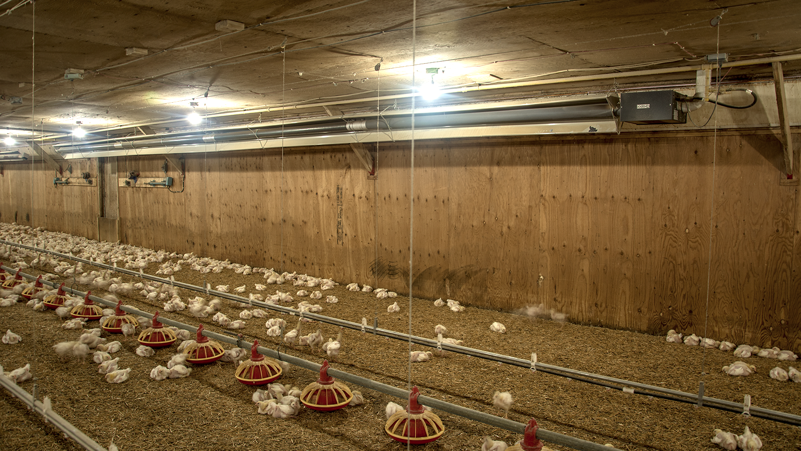 EcoGrow Series Infrared Tube Heater